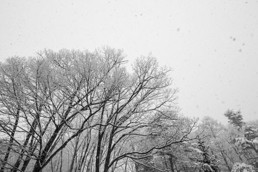 A view looking out to snow covered winter trees with no leaves in Hakuba, Japan.
