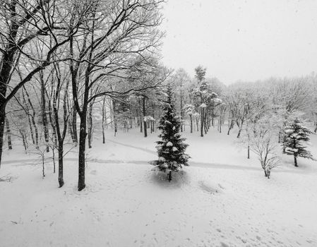 A view looking out to snow covered winter trees with no leaves in Hakuba, Japan.
