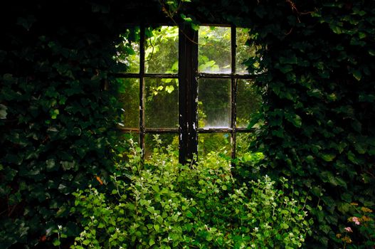 An almost overgrown window in a garden
