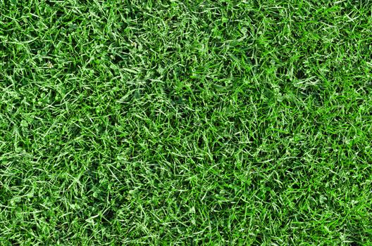 Beautiful green grass - horizontal field shot from above