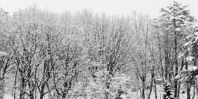 A panorama view looking out to snow covered winter trees with no leaves in Hakuba, Japan.
