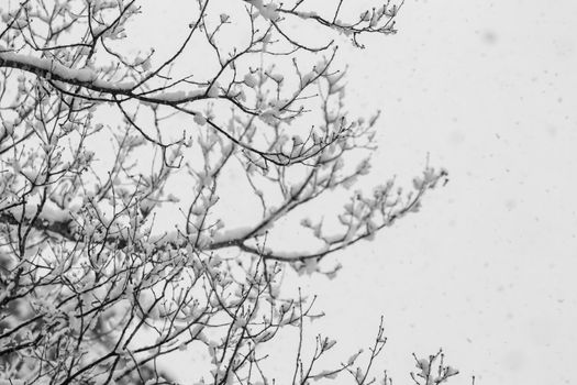 A view looking out to new snow covered winter trees with no leaves in Hakuba, Japan. Snow covered twigs, branches that look like snow flowers.
