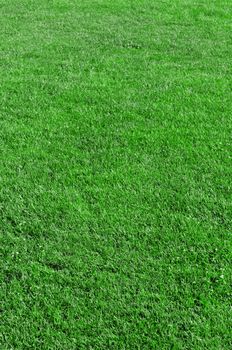 Beautiful green grass - vertical field shot with selective focus