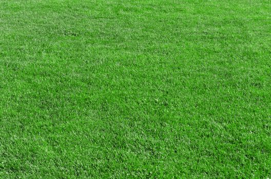 Beautiful green grass - horizontal field shot with selective focus