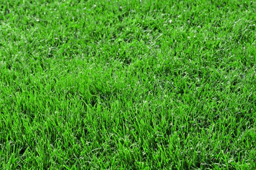 Beautiful green grass close-up - horizontal field shot with selective focus