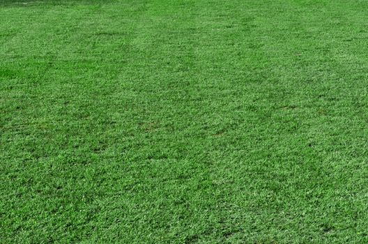 Beautiful green grass - horizontal field shot with selective focus