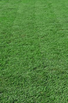 Beautiful green grass - vertical field shot with selective focus