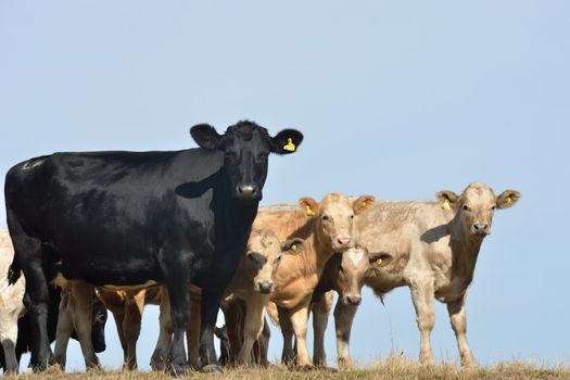 cow with calves looking at camera