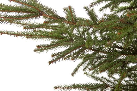 Branch of the spruce isolated on white