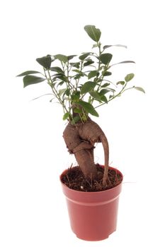 Bonsai Ficus Tree isolated on the white