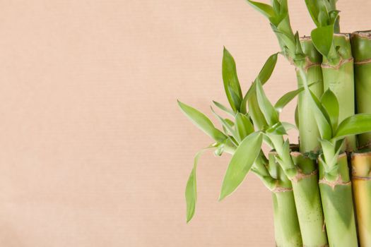 Lucky Bamboo Plant on a brown background