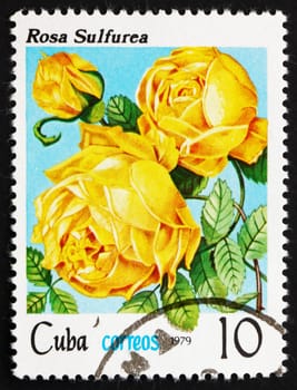 CUBA - CIRCA 1979: a stamp printed in the Cuba shows Rose, Rosa Sulfurea, circa 1979