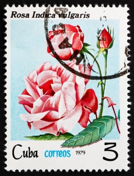 CUBA - CIRCA 1979: a stamp printed in the Cuba shows Rose, Rosa Indica Vulgaris, circa 1979