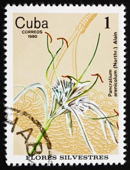 CUBA - CIRCA 1980: a stamp printed in the Cuba shows Spider Lily, Pancratium Arenicolum, Wildflower, circa 1980