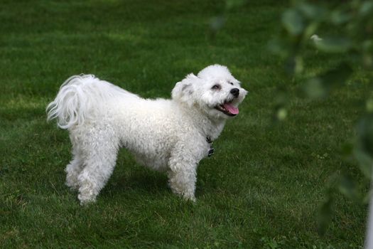 Bichon frise sitting on grass in afternoon shade