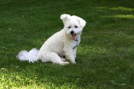 Bichon frise sitting on grass in afternoon shade