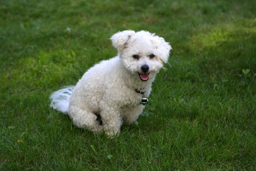 Bichon frise sitting on grass in afternoon shade