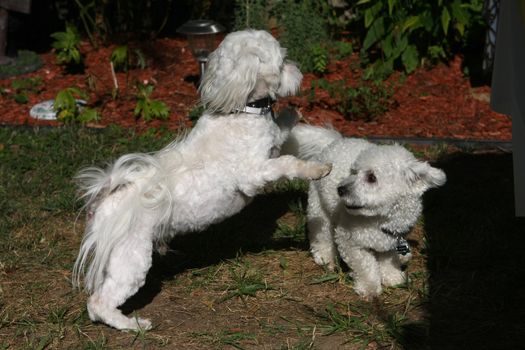Bichon frise & Bichon mix dogs playing in afternoon sun