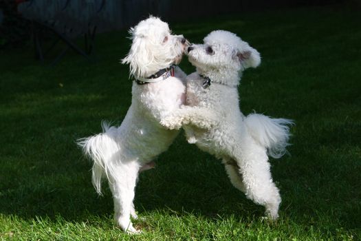 Bichon frise & Bichon mix dogs playing in afternoon sun