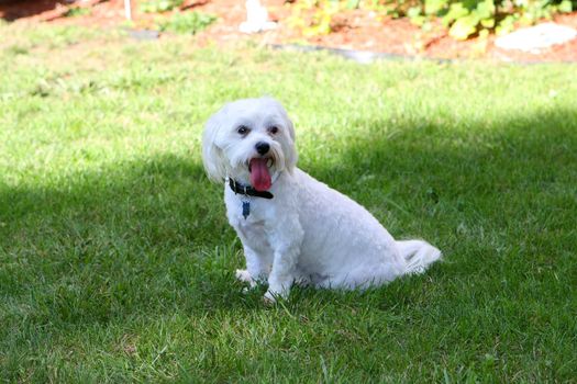 Bichon mix sitting on grass in late afternoon