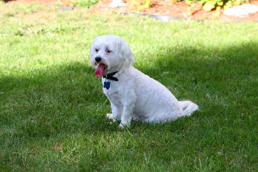 Bichon mix sitting on grass in late afternoon