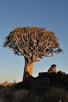 Sunrise at the Quiver Tree Forest near Keetmanshoop, Namibia