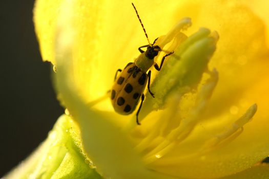 Evening Primrose flower in early morning sun