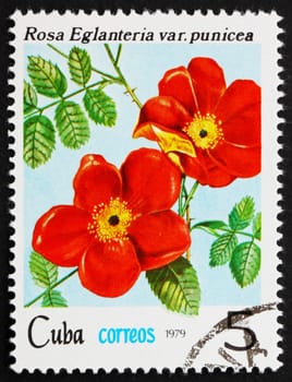 CUBA - CIRCA 1979: a stamp printed in the Cuba shows Rose, Rosa Eglanteria Punicea, circa 1979