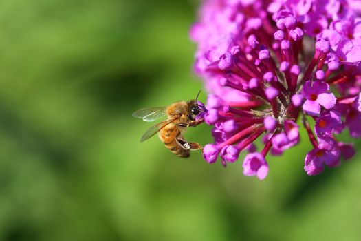 Honey Bee on butterflybush flower in morning sun
