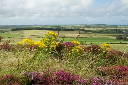 A landscape with yellw flowered ragwort, heather and gorse leading onto green fields and hedges to the horizon with a cloudy sky.