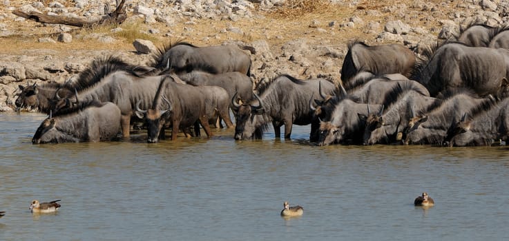 Blue Wildebeest drinking water, Okaukeujo waterhole, Etosha National Park, Namibia