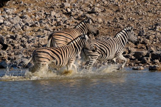 Zebra stampede, Okaukeujo waterhole, Etosha National Park, Namibia