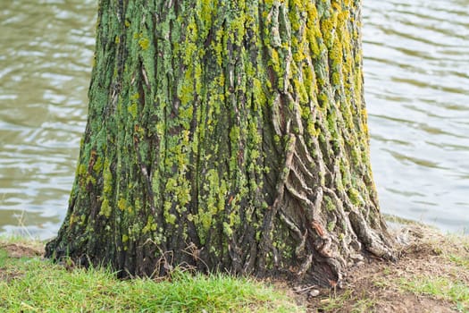 Closeup of mossy greenish tree trunk and river in the background.