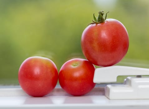 Row of home grown tomatoes ripening on window sill in sunshine
