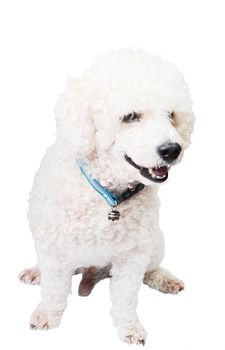 Poodle dog isolated on white background