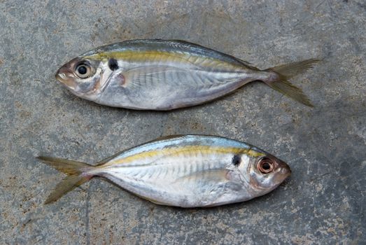 The yellow stripe trevally fish on the texture of the concrete.