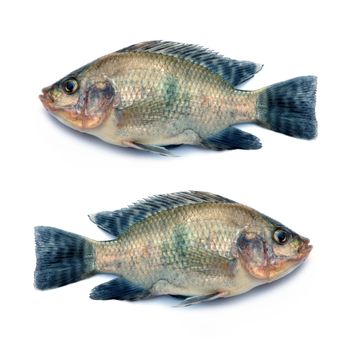 Fresh fish isolated on a white background 