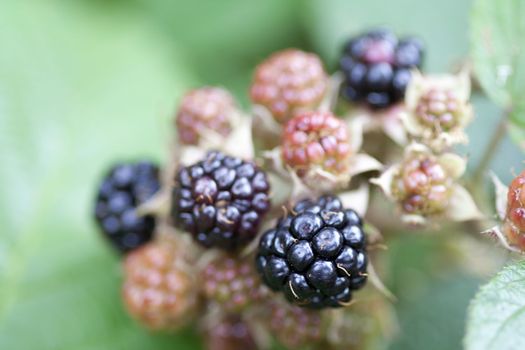 Detail of the blackberry - forest product