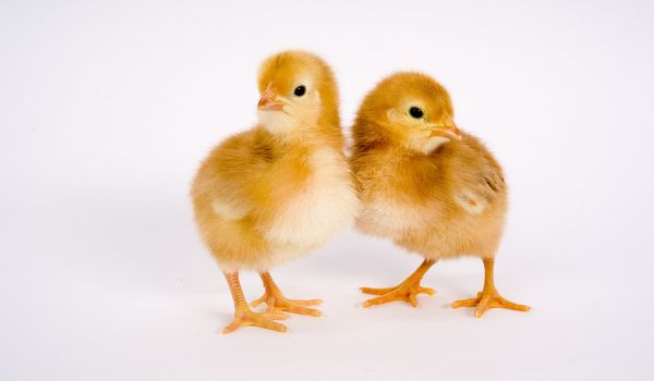 One Newborn Chicken Couple stands together