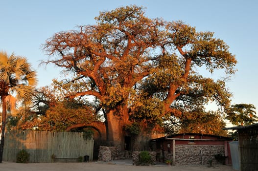 The�Ombalantu baobab tree at Outapi in Namibia, a big, hollow Baobab tree 28 metres (92 ft) tall, 26.5 metres (87 ft) in diameter, and estimated to be 800 years old. Used as a church.