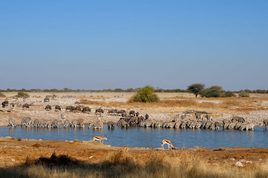 Blue Wildebeest, Zebra and Springbok drinking water at the Okaukeujo waterhole, Etosha National Park, Namibia