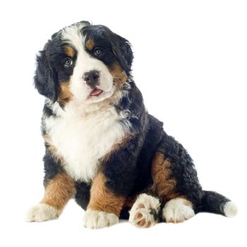 portrait of a purebred bernese mountain dog in front of white background