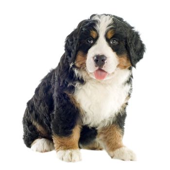 portrait of a purebred bernese mountain dog in front of white background