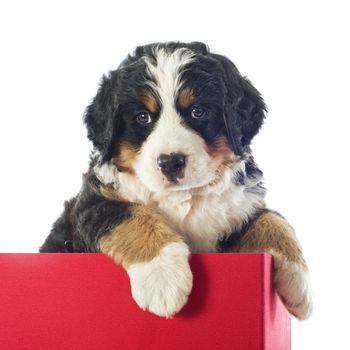 portrait of a purebred bernese mountain dog in a box 