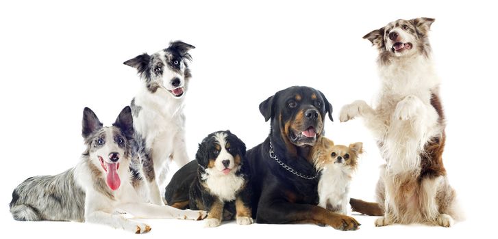 portrait of a group of dogs in front of white background