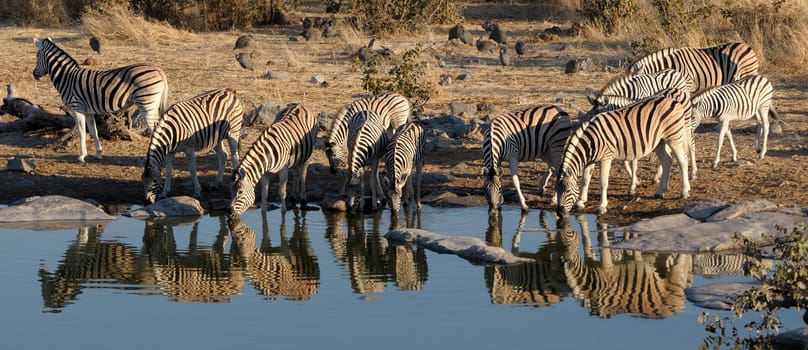 Zebra herd drinking water, Okaukeujo waterhole, Etosha National Park, Namibia