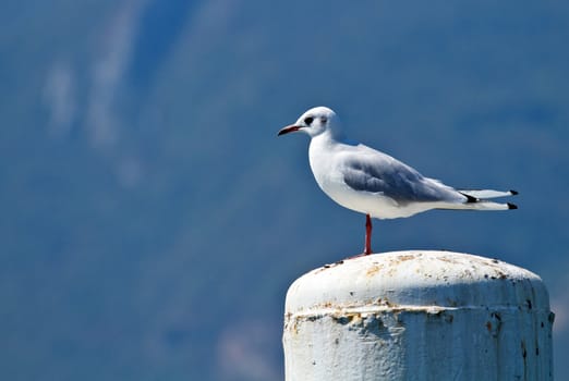 seagull