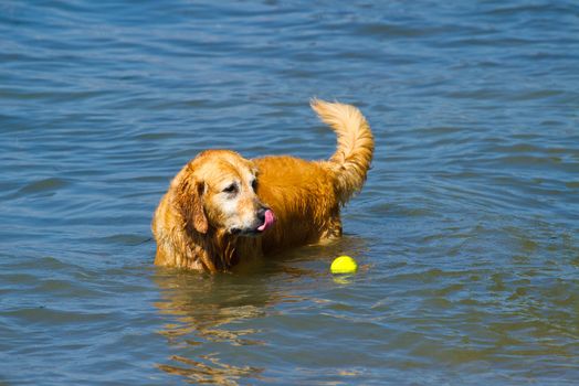 Beautiful male Golden Retriever playing in the water