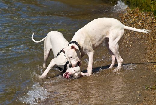 Two dogs playing and splashing in water