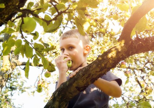 Little boy in the tree eating a fruit